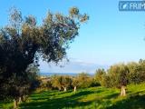 Particella, CERVETERI, 95.000 €, 48865,00 mq