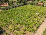 Particella, GROTTAFERRATA, 50.000 €, 4230,00 mq