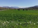 Particella, CAIAZZO, 85.000 €, 24500,00 mq