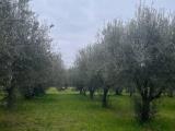Particella, BOLSENA, 25.000 €, 3200,00 mq