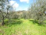 Particella, CASCIANA TERME, 30.000 €, 10170,00 mq