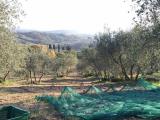 Particella, CAPANNORI, 20.000 €, 9100,00 mq