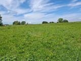 Particella, CAPANNOLI, 13.000 €, 1100,00 mq