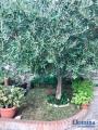 Casa, MASSA, 188.000 €, 91,00 mq