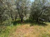 Particella, NARNI, 30.000 €, 30000,00 mq