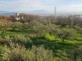 Particella, MONTECORVINO PUGLIANO, 160.000 €, 3000,00 mq