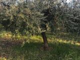 Particella, TORINO DI SANGRO, 28.000 €, 2400,00 mq