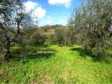 Particella, TERRICCIOLA, 12.000 €, 3800,00 mq
