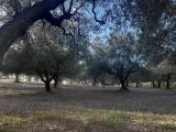Particella, DOLIANOVA, 12.000 €, 4680,00 mq