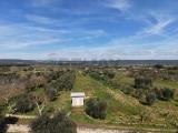 Particella, CRISPIANO, 19.500 €, 5000,00 mq