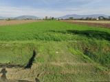 Particella, CAMPI BISENZIO, 22.000 €, 4110,00 mq