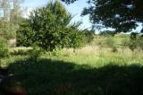 Particella, SAN MINIATO, 60.000 €, 40910,00 mq