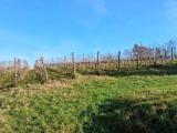 Particella, CAPRIANO DEL COLLE, 45.000 €, 3730,00 mq