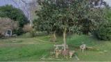 Particella, BRACCIANO, 175.000 €, 2500,00 mq
