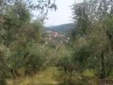 Particella, DIANO SAN PIETRO, 70.000 €, 3500,00 mq