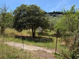 Particella, OSSI, 35.000 €, 9200,00 mq
