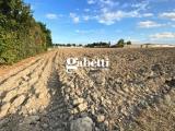 Particella, SAN PIETRO VIMINARIO, 110.000 €, 20402,00 mq