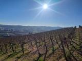 Particella, NIZZA MONFERRATO, 250.000 €