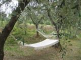 Particella, CELLE LIGURE, 50.000 €, 3000,00 mq