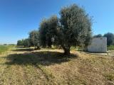 Particella, CRISPIANO, 38.000 €, 6620,00 mq
