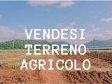 Particella, ORTA DI ATELLA, <i>A richiesta</i>, 22000,00 mq