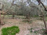 Particella, ASSISI, 90.000 €, 1350,00 mq