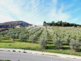 Particella, GUARDIALFIERA, 60.000 €, 12350,00 mq