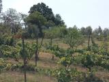 Particella, SCANDICCI, 49.000 €, 7250,00 mq