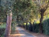 Affitto, Appartamento, ROMA, Appia Antica, 1.100 €, 45,00 mq