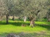 Particella, SESSA AURUNCA, 20.000 €, 274,00 mq