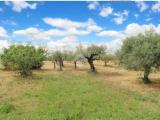 Particella, CEPAGATTI, 65.000 €, 2870,00 mq