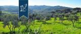 Particella, LASTRA A SIGNA, 1.400.000 €, 350,00 mq