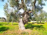 Particella, CAROVIGNO, 23.000 €, 7175,00 mq
