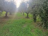 Particella, FRASCATI, 28.000 €, 1000,00 mq