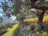 Particella, VERONA, 85.000 €, 4850,00 mq