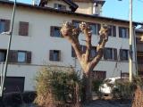 Casa, BELLUNO, <i>A richiesta</i>, 305,00 mq