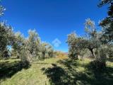Particella, SAN PIETRO IN GUARANO, 39.000 €, 2100,00 mq