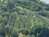 Particella, ACQUAVIVA PICENA, 30.000 €, 6480,00 mq