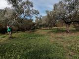 Particella, GIFFONI VALLE PIANA, 133.000 €