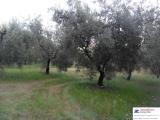 Particella, FORMIA, 100.000 €, 6000,00 mq
