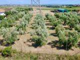 Particella, MONTALTO DI CASTRO, 10.000 €, 1500,00 mq