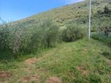 Particella, SAN GIULIANO TERME, 45.000 €, 4800,00 mq