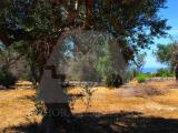 Particella, CASTRIGNANO DEL CAPO, 15.000 €, 2880,00 mq