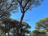 Particella, GROSSETO, 30.000 €, 2500,00 mq