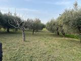 Particella, SAN PAOLO, 32.000 €, 4000,00 mq