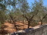 Particella, MONOPOLI, 140.000 €, 1865,00 mq