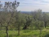 Particella, CAMPAGNA, 15.000 €, 2969,00 mq