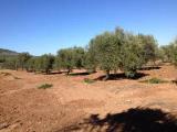 Particella, ALGHERO, 80.000 €, 13000,00 mq