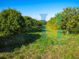 Particella, NOTO, 92.000 €, 8200,00 mq