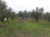 Superfici commerciali, LUCCA, 1.200.000 €, 1800,00 mq